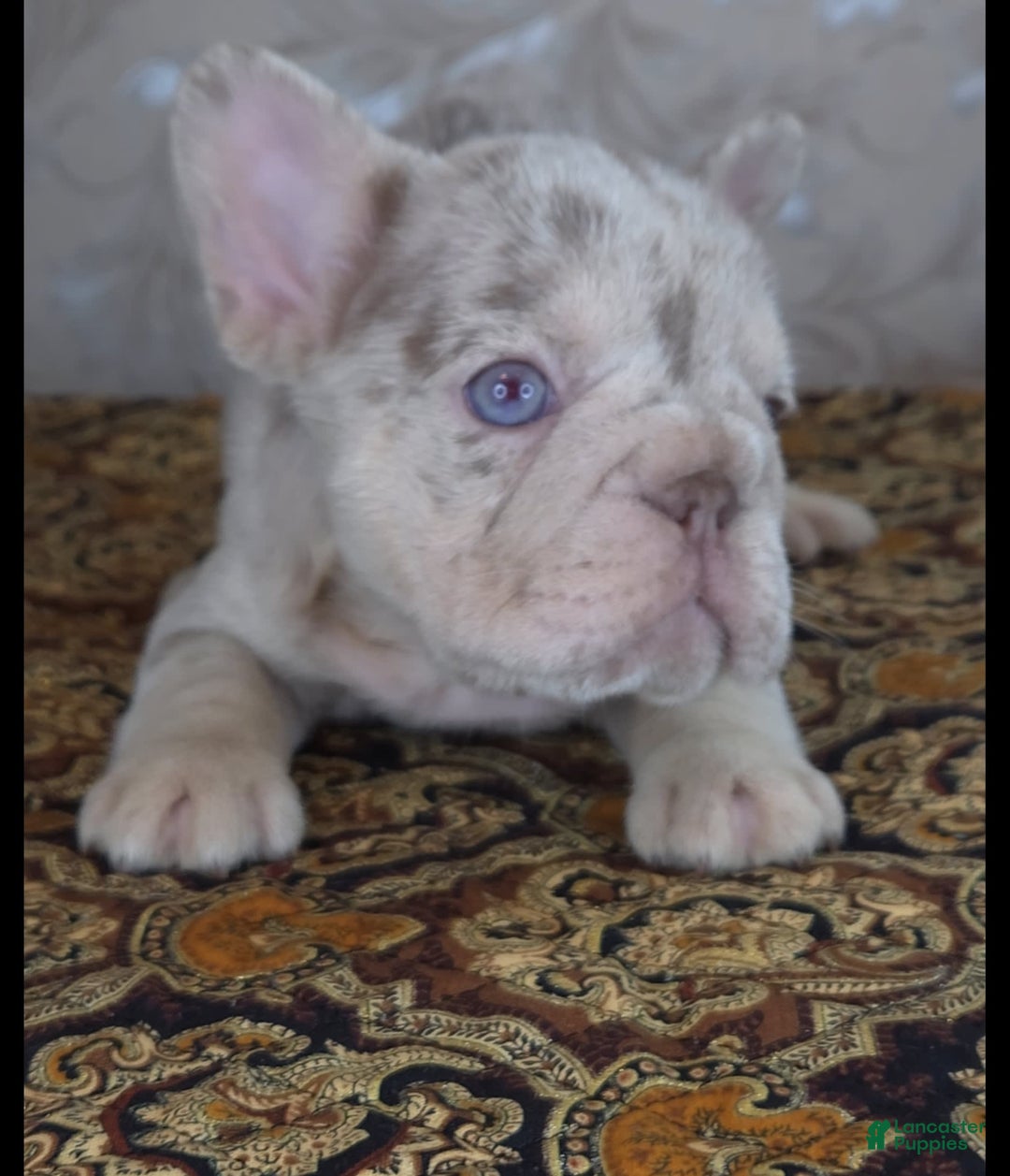 French Bulldog dogs for sale: Xs Rio - Image 3