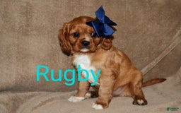 Cavalier King Charles Spaniel dogs for sale: Rugby - Image 5