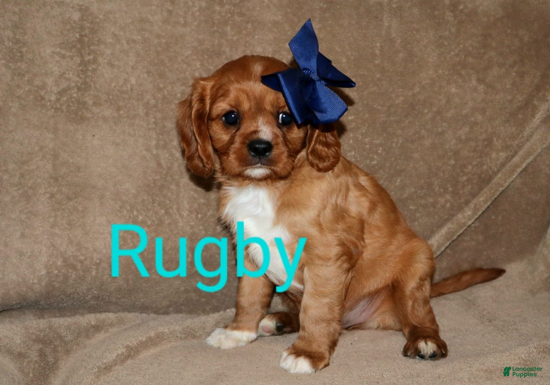 Cavalier King Charles Spaniel dogs for sale: Rugby - Image 5