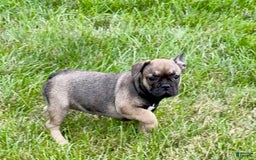 French Bulldog dogs for sale: Joy - Image 6