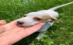 Dachshund dogs for sale: Cinderella - Image 4