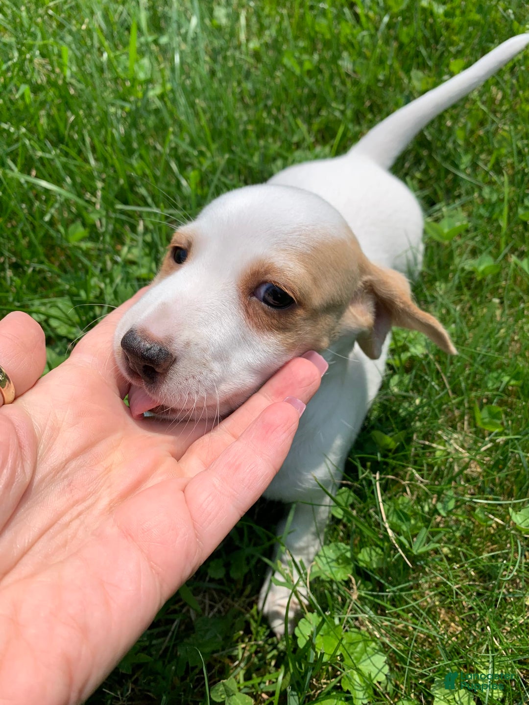 Dachshund dogs for sale: Cinderella - Image 4