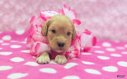 Cockapoo dogs for sale: Lydia - Image 17