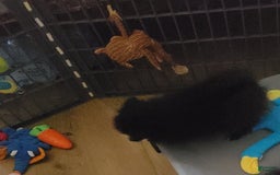 Pomeranian dogs for sale: Butterball - Image 15