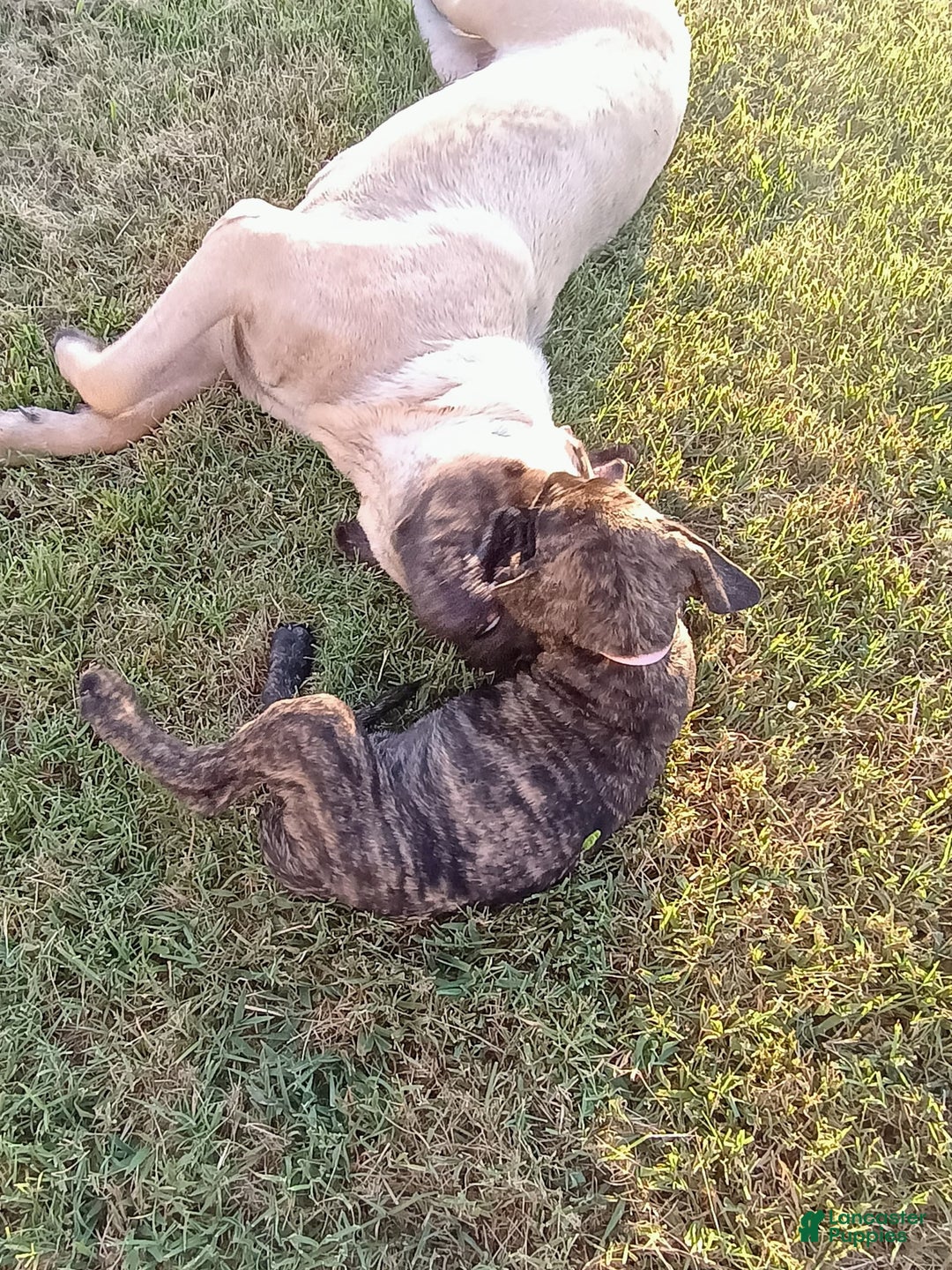 English Mastiff dogs for sale: Pink Girl 🩷 - Image 6