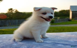 Pomsky dogs for sale: Tucker - Image 8