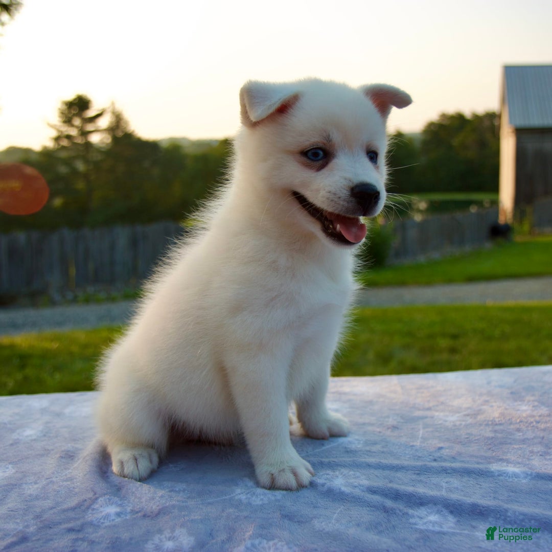 Pomsky dogs for sale: Tucker - Image 8