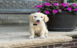 Golden Retriever dogs for sale: Henry - Image 9