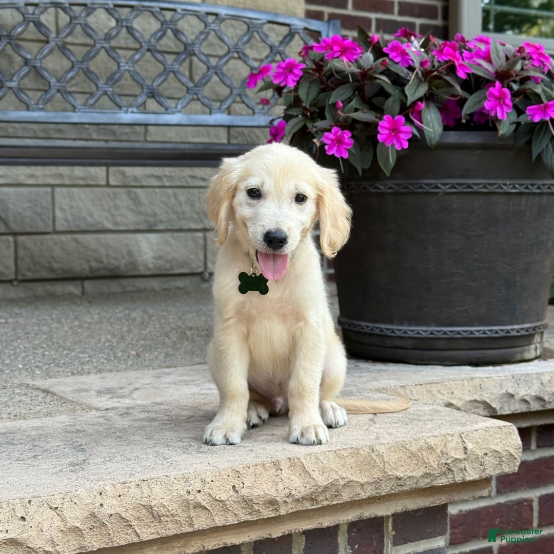 Golden Retriever dogs for sale: Henry - Image 9