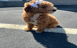 Mini Goldendoodle dogs for sale: Sweet Pea - Image 4