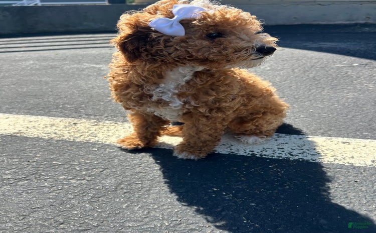 Mini Goldendoodle dogs - Advert 4
