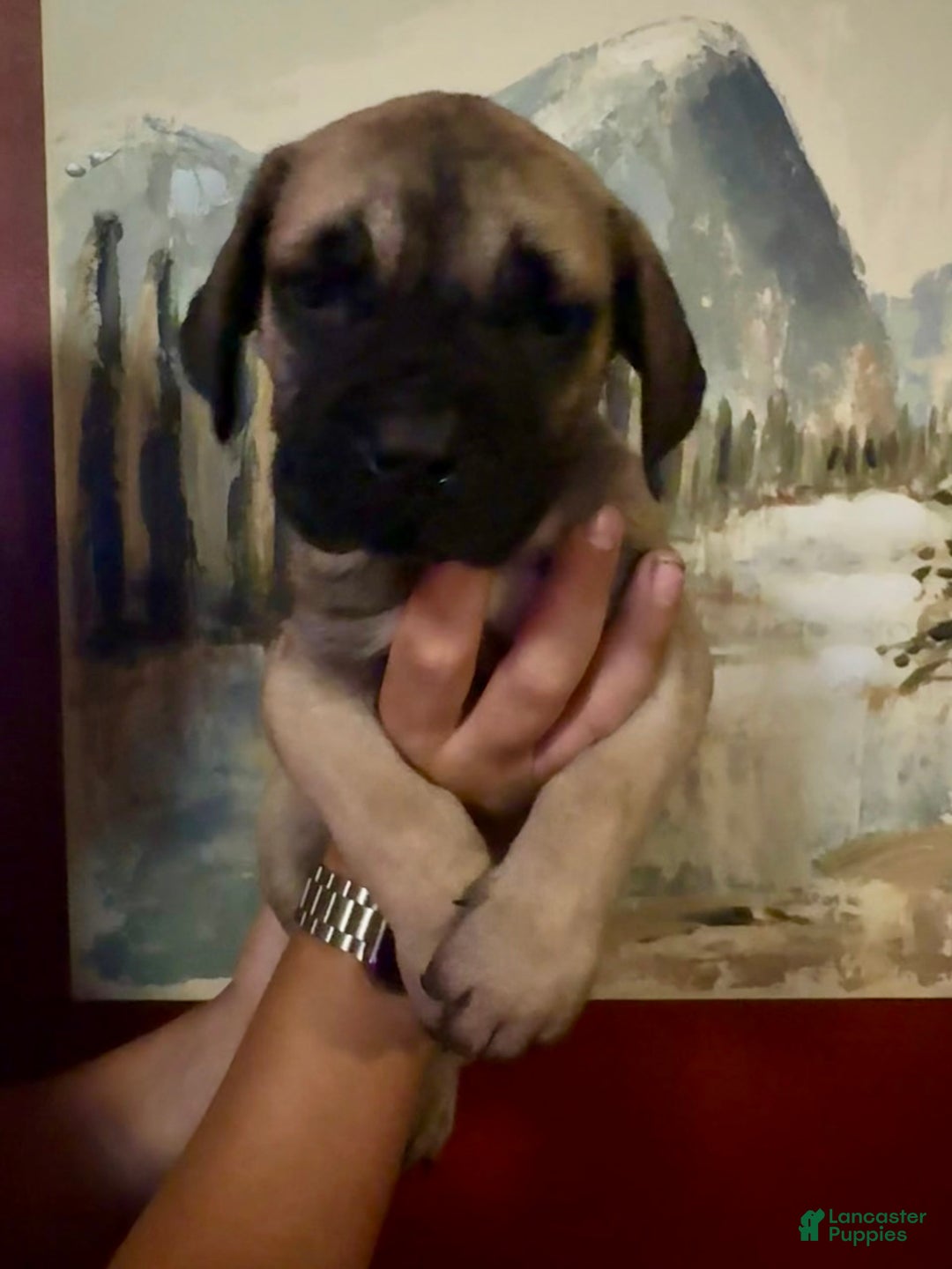 Cane Corso dogs for sale: Tamatoa - Image 4