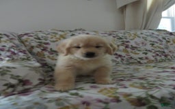 Golden Retriever dogs for sale: Hershey - Image 25