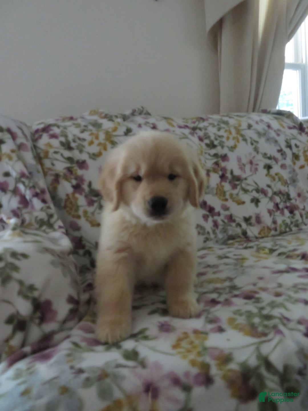 Golden Retriever dogs for sale: Hershey - Image 25