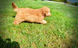 Havapoo dogs for sale: Ember - Image 1