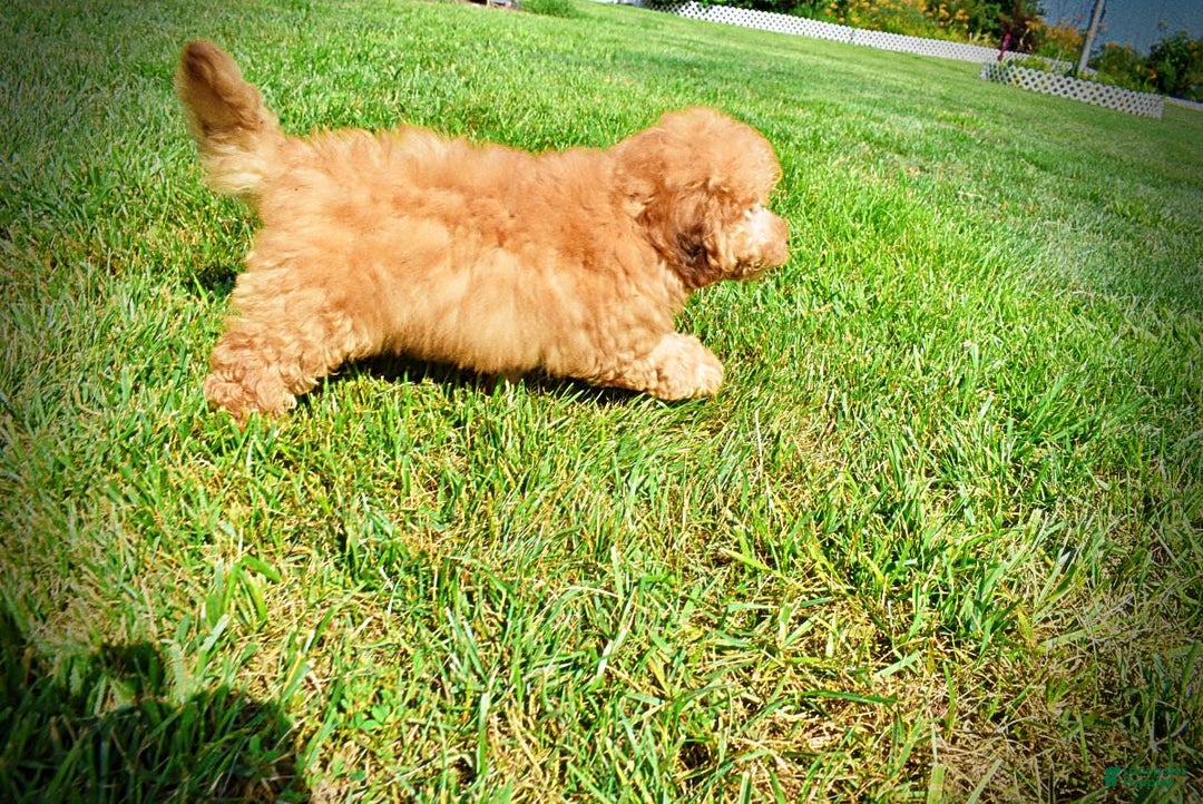 Havapoo dogs for sale: Ember - Image 1