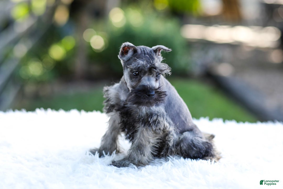 Miniature Schnauzer dogs for sale: Bentley - Image 8