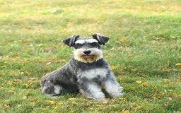 Miniature Schnauzer dogs for sale: Hallie - Image 6