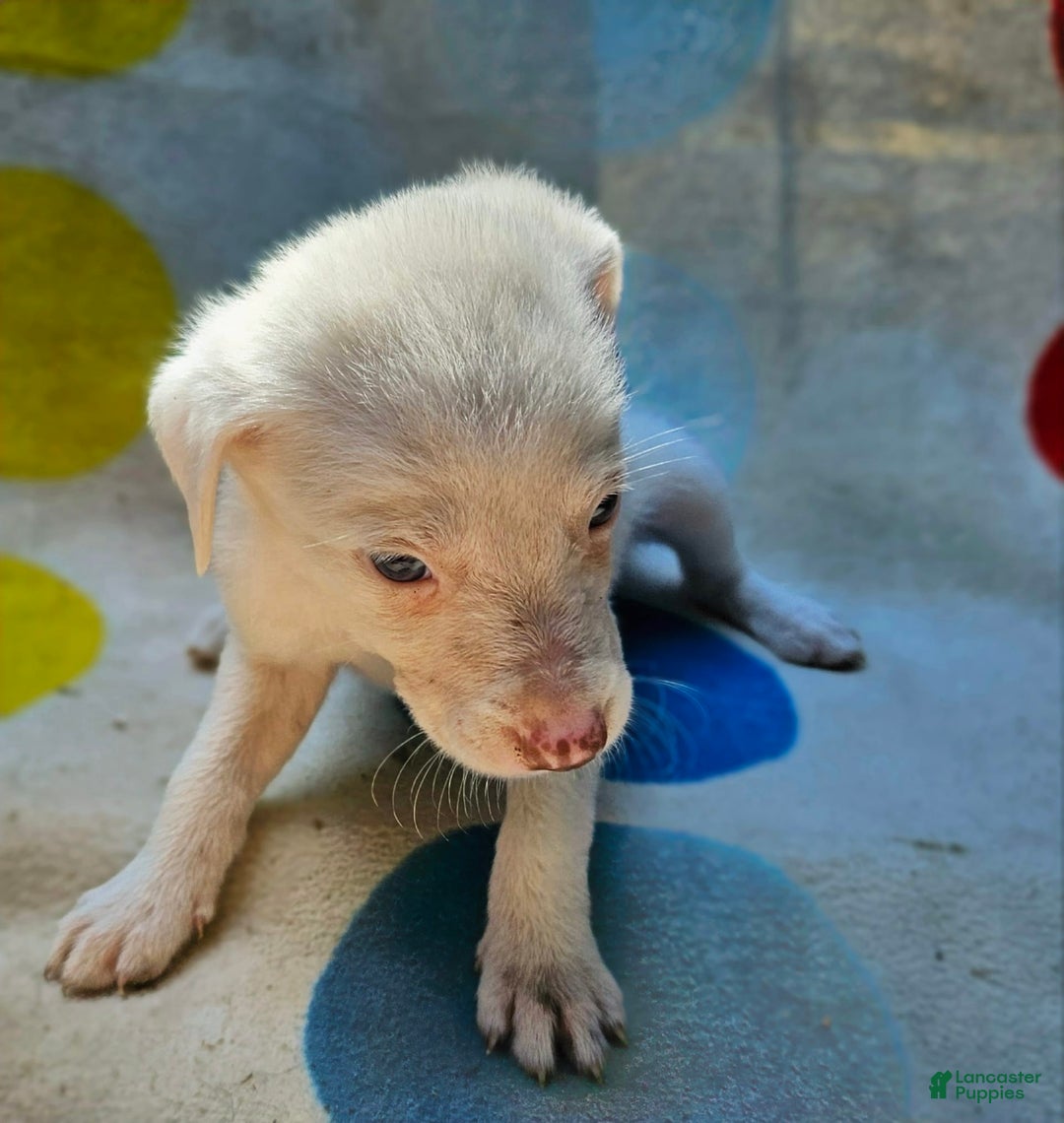 Border Collie dogs for sale: Hissy - Image 32