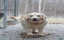Golden Retriever dogs for sale: Scout - Image 2