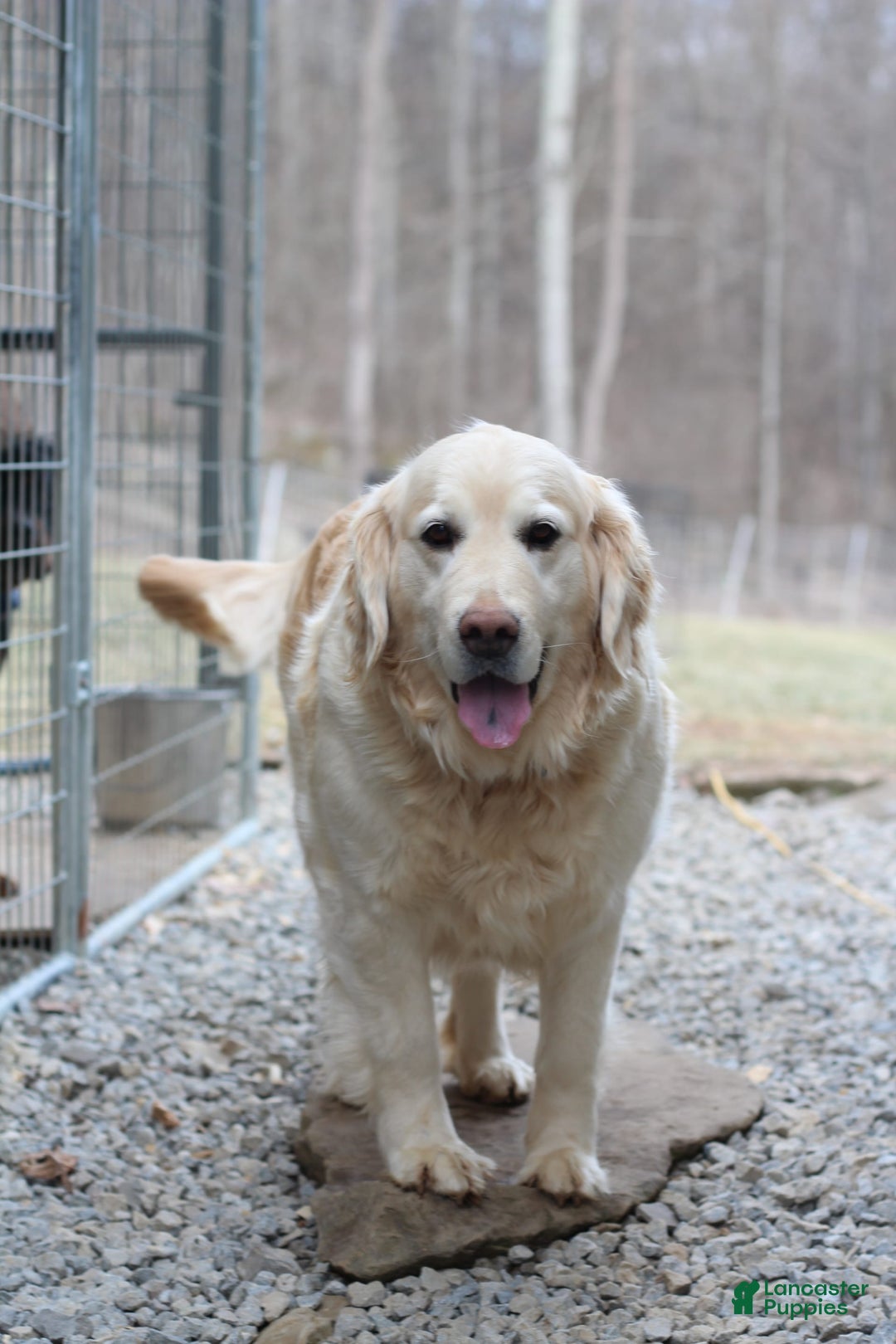 Golden Retriever dogs for sale: Scout - Image 2