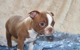 Boston Terrier dogs for sale: Dustie - Image 5