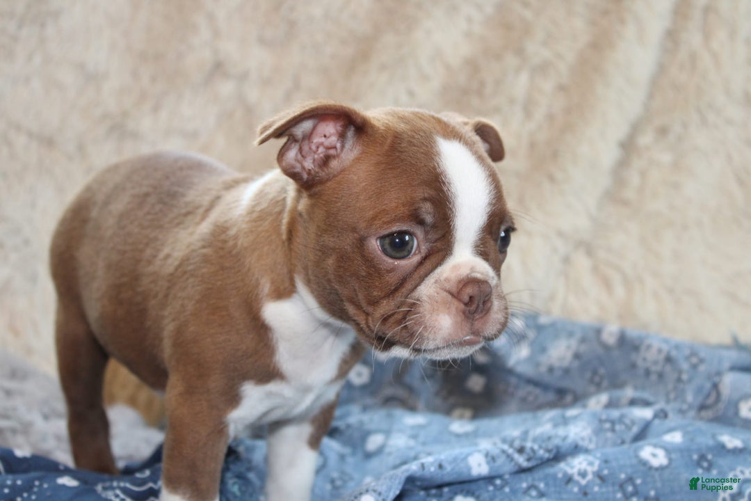 Boston Terrier dogs for sale: Dustie - Image 5
