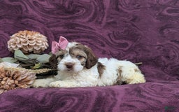 Cockapoo dogs for sale: Krystal - Image 2