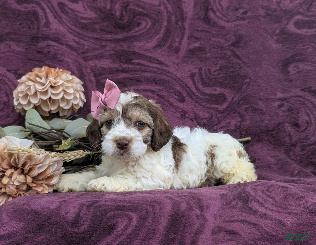 Cockapoo dogs for sale: Krystal - Image 2