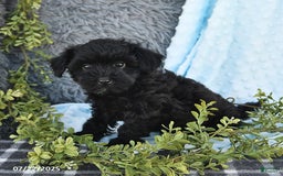Havapoo dogs for sale: Brittany - Image 4