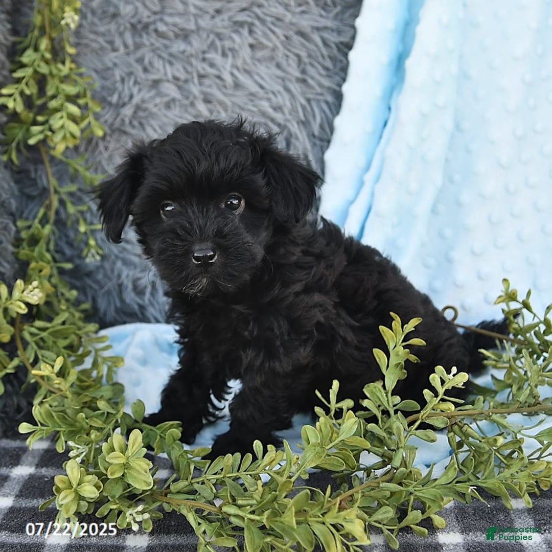 Havapoo dogs for sale: Brittany - Image 4