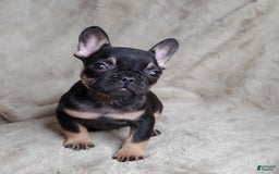 French Bulldog dogs for sale: Black Adam - Image 12
