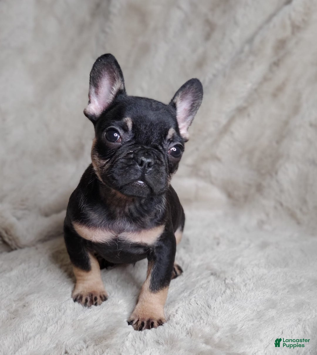 French Bulldog dogs for sale: Black Adam - Image 12