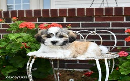 Malshi dogs for sale: Doxund - Image 4