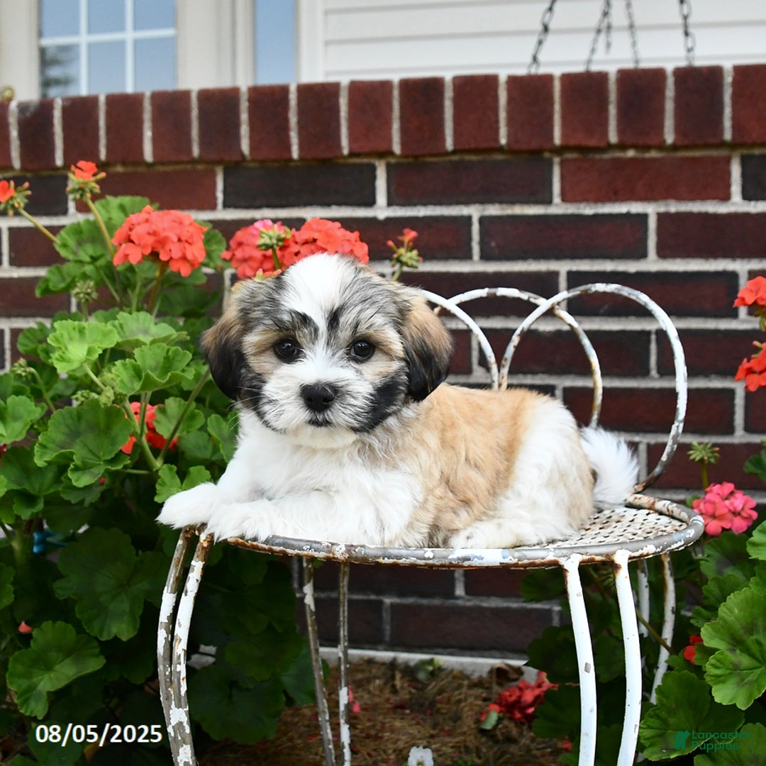 Malshi dogs for sale: Doxund - Image 4