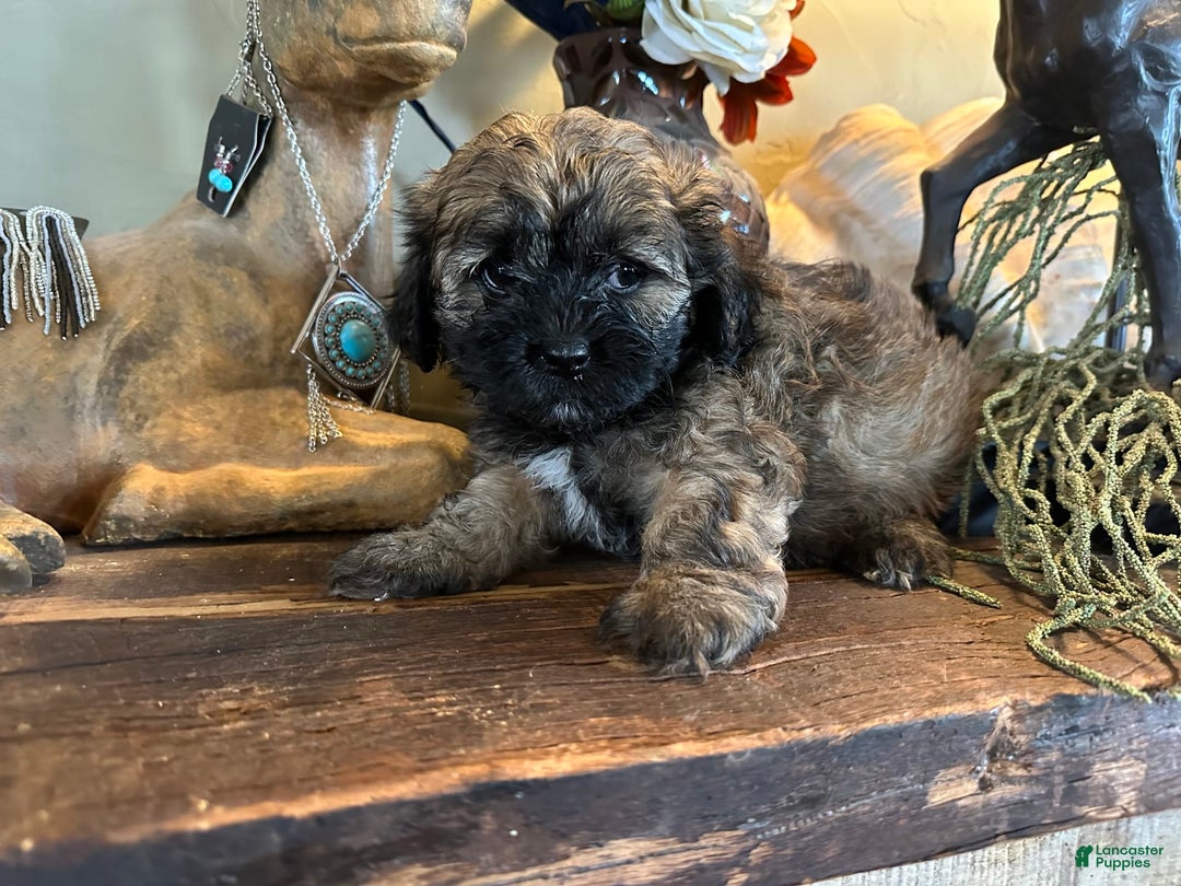 Shihpoo dogs for sale: Pickles - Image 1