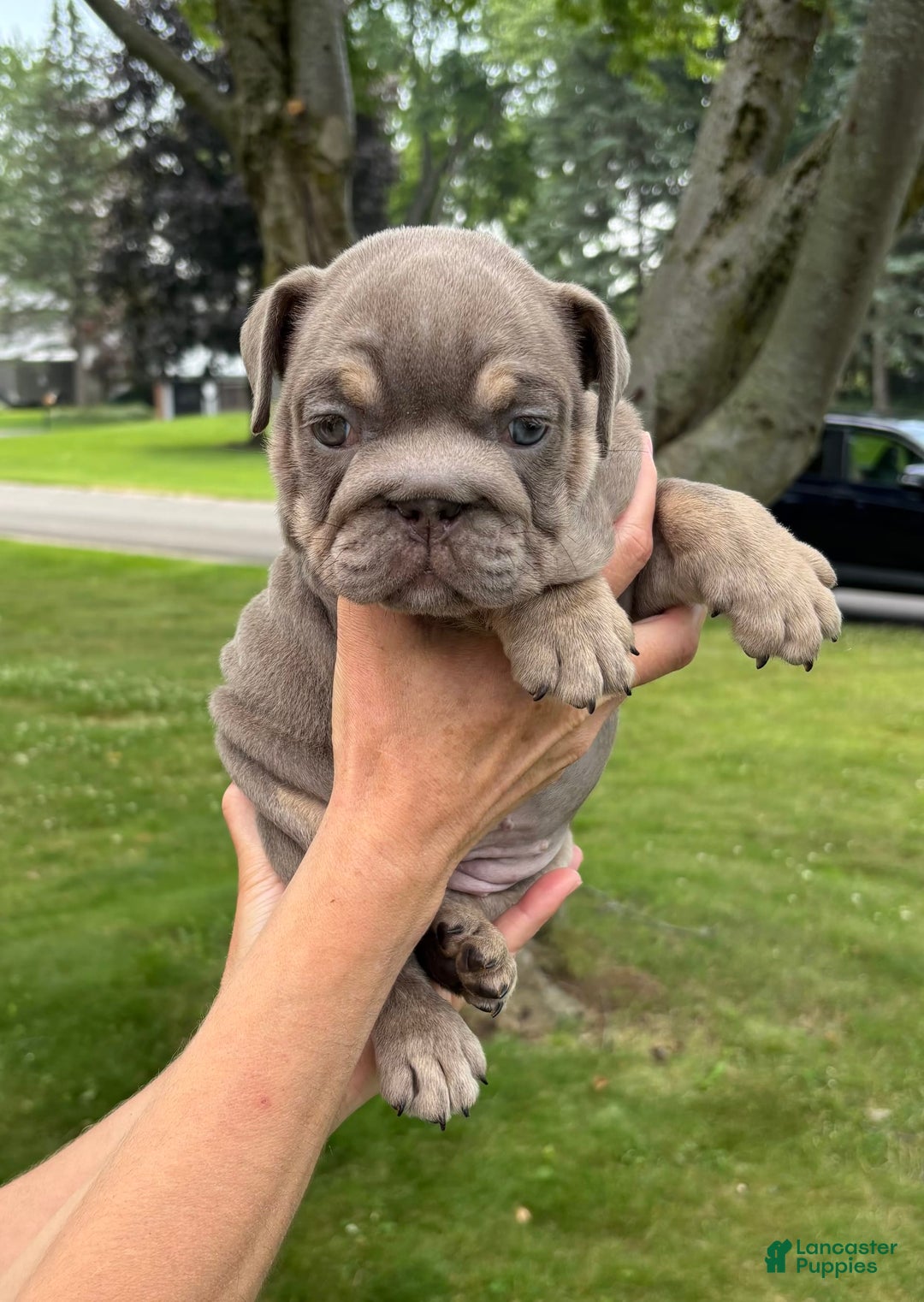 English Bulldog dogs for sale: Penny - Image 2