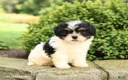 Havapoo dogs for sale: Lulu - Image 3