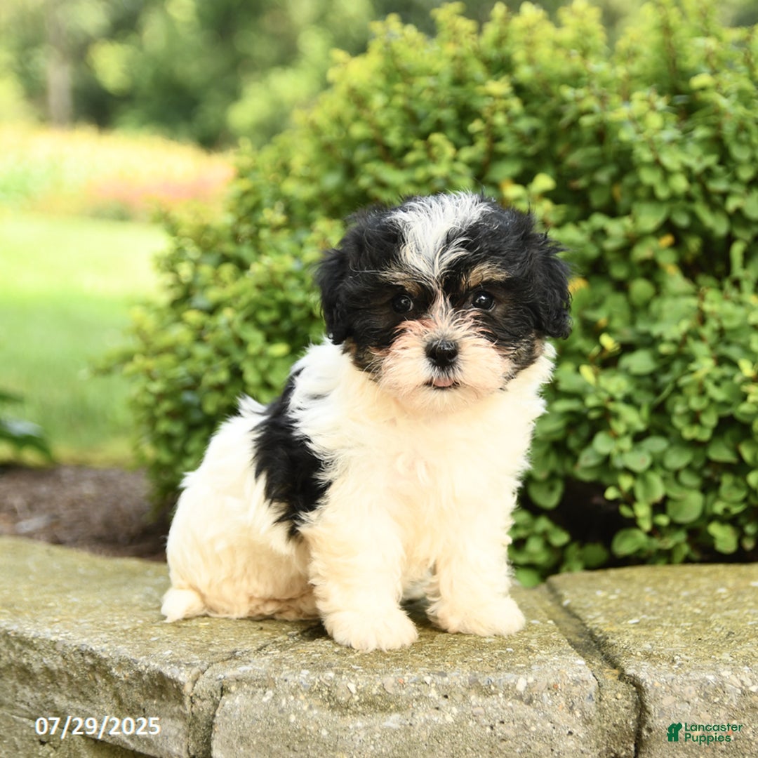 Havapoo dogs for sale: Lulu - Image 3