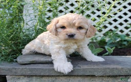 Cockapoo dogs for sale: Cockapoo 2 puppies - Image 6