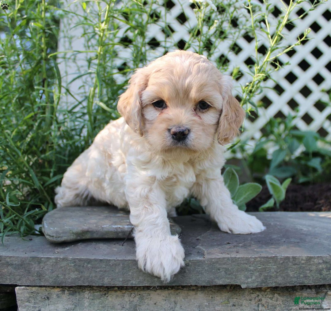 Cockapoo dogs for sale: Cockapoo 2 puppies - Image 6