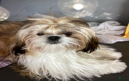 Shih Tzu dogs for sale: Lexi - Image 6
