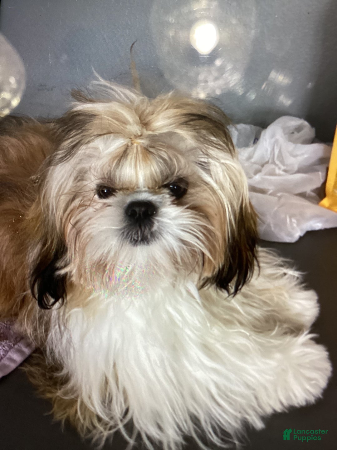 Shih Tzu dogs for sale: Lexi - Image 6