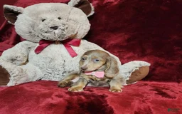 Miniature Dachshund dogs for sale: LATTE - Image 10