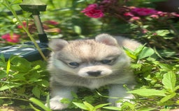 Pomsky dogs for sale: Duke - Image 6