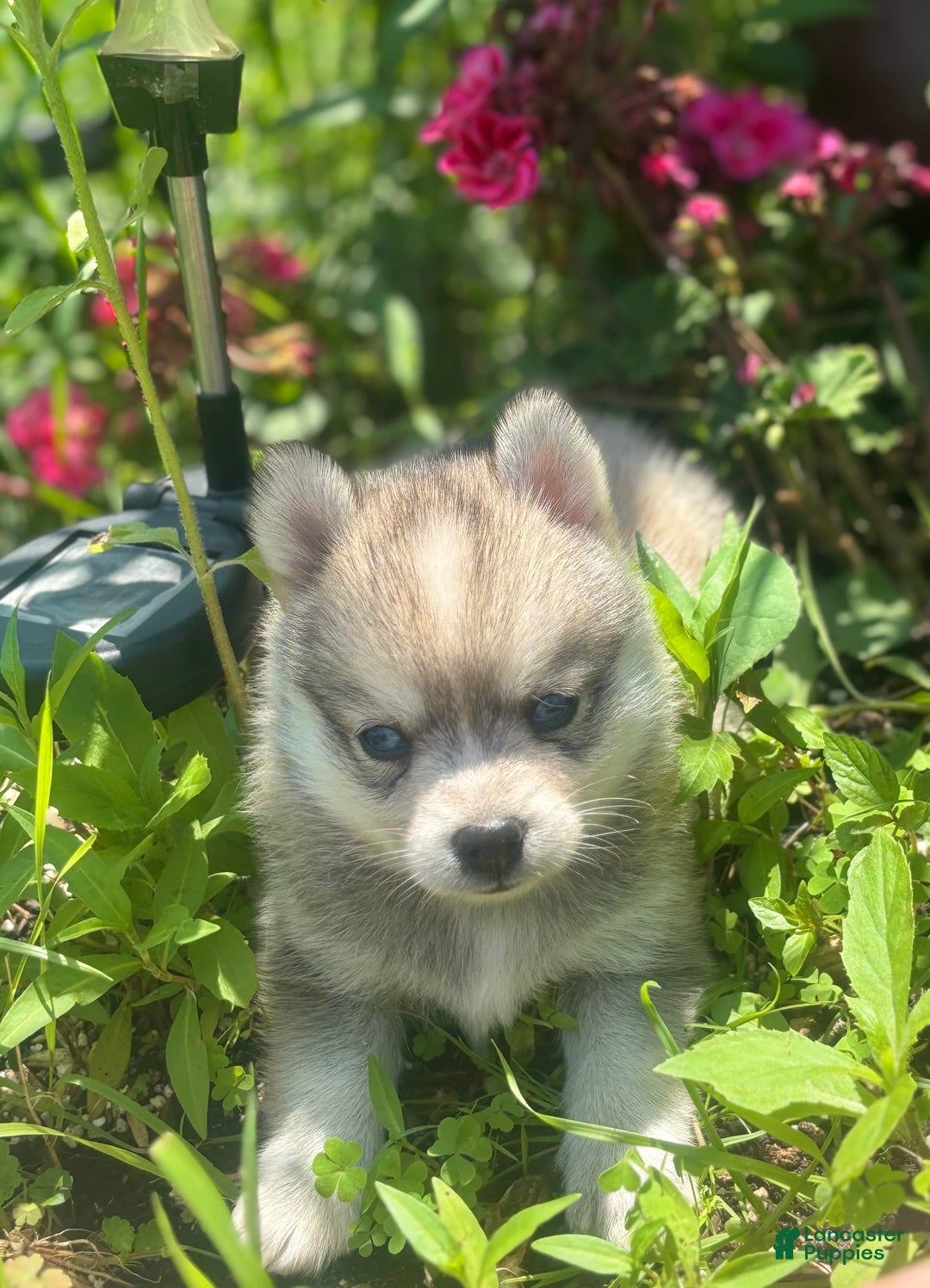 Pomsky dogs for sale: Duke - Image 6