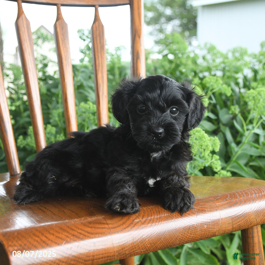 Teddy Bear dogs for sale: Zane - Image 2