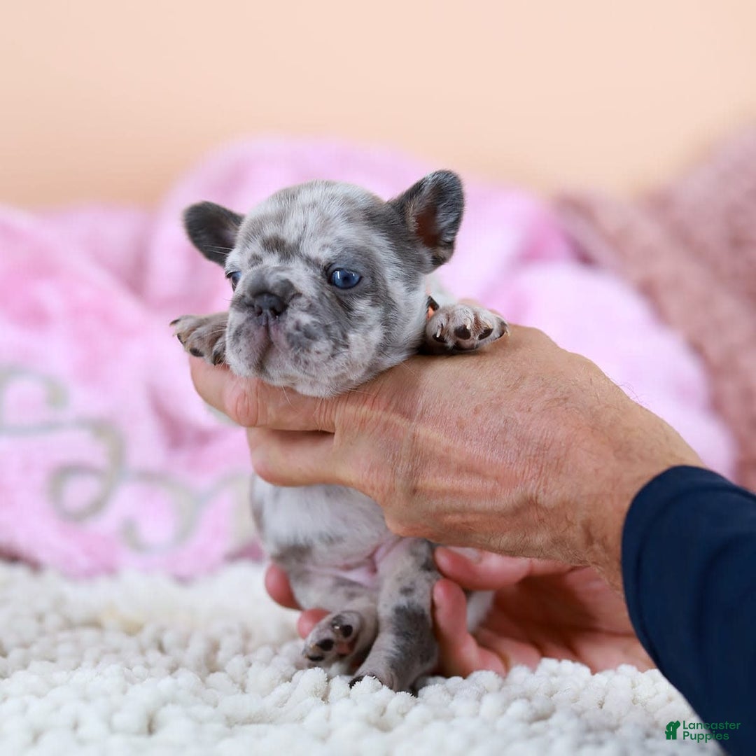 French Bulldog dogs for sale: Daisy - Image 8