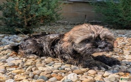 Lhasa Apso dogs for sale: Smokey - Image 3