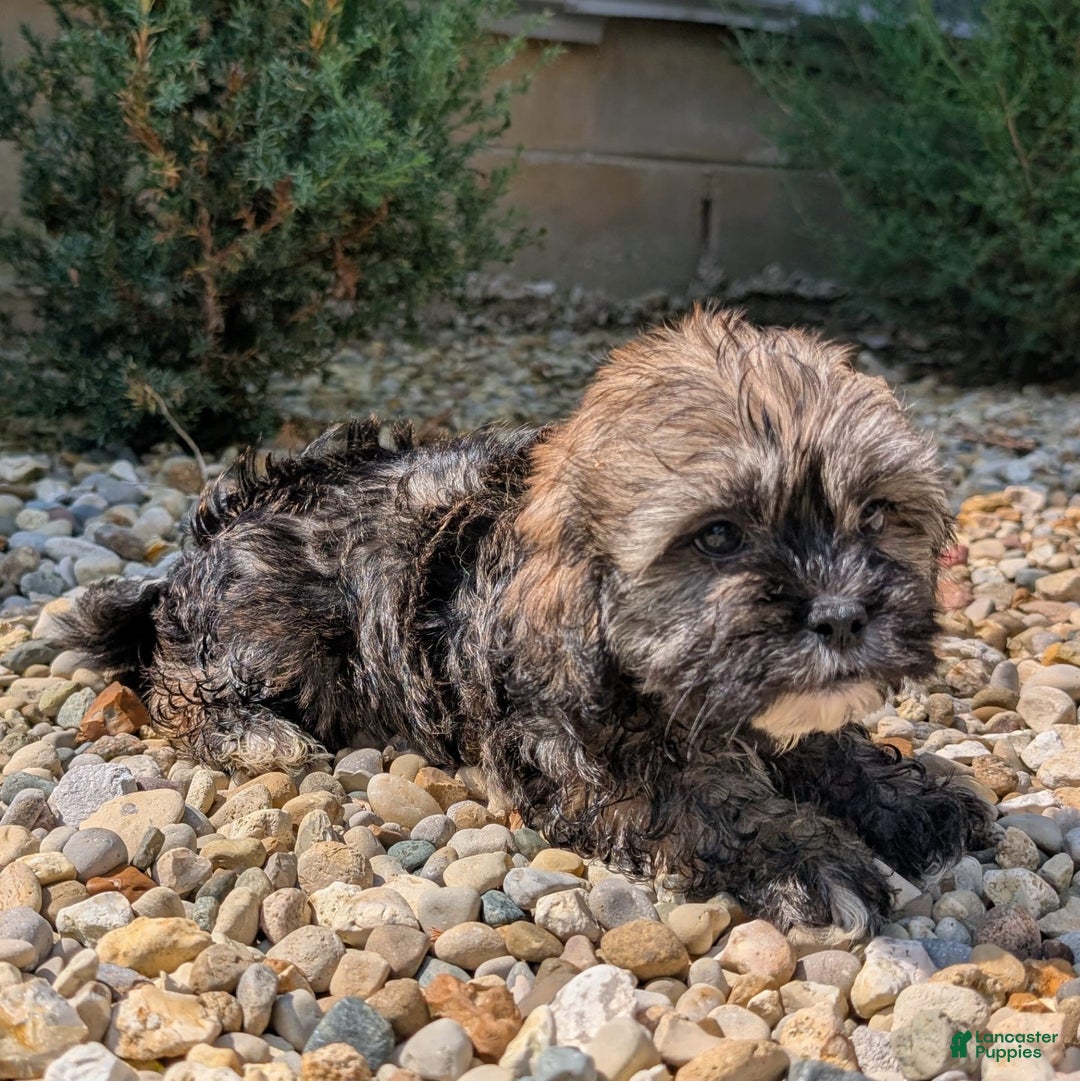 Lhasa Apso dogs for sale: Smokey - Image 3